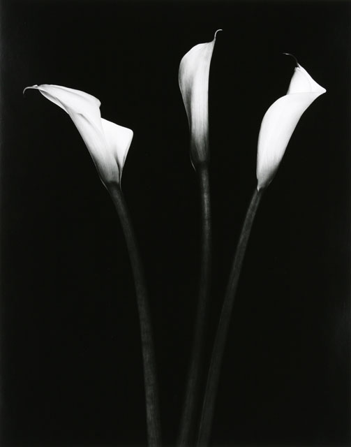 Three Calla Lilies