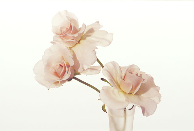 Three Wt Roses in Wt Vase