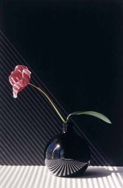 Tulip in Black Vase