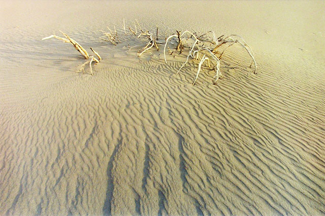 Twigs in Dune