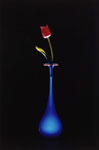 Red Tulip in Blue Vase