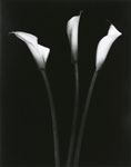 Three Calla Lilies