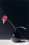Tulip in Black Vase